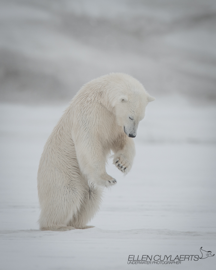 Tai Chi Bear