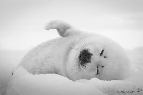 White fluffiness